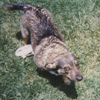 Veronicas familys dog Cobi