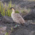 A nene (Hawaiian goose) wandering through the park